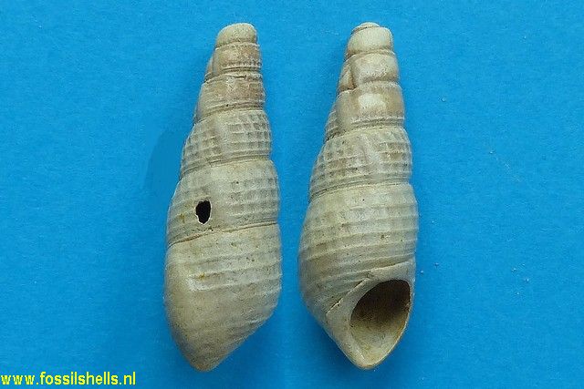 Diastoma acuminiense