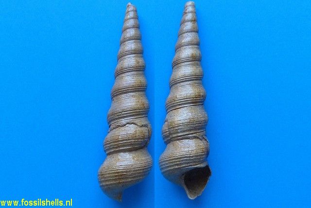 Torquesia sulcifera