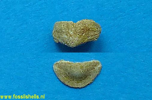 Leptochiton fischeri