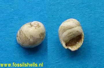 Neritina picta