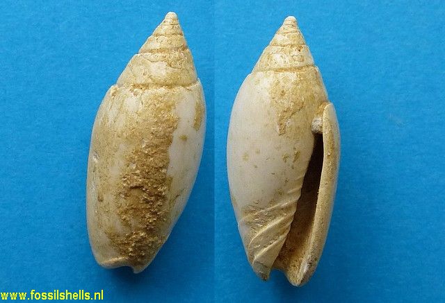 Oliva flammulata