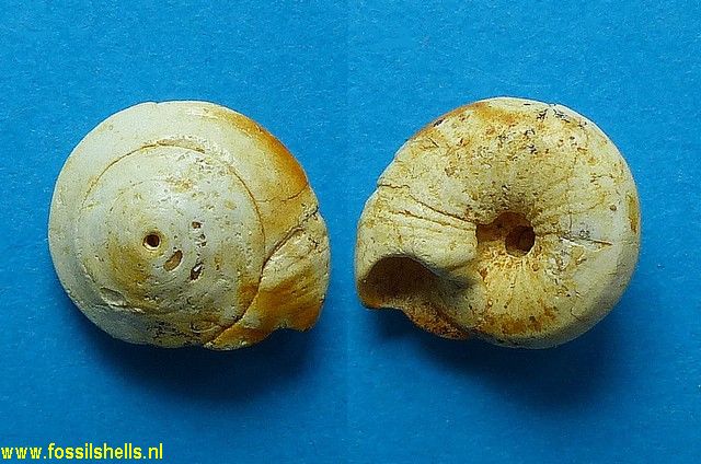 Architectonica obolus