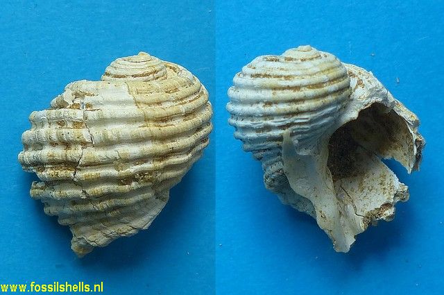 International Fossil Shell Museum - Foundation for the study of shells ...