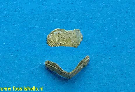Leptochiton fischeri