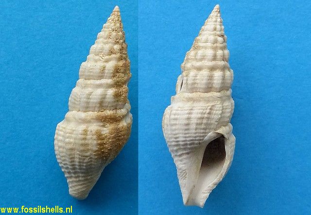 Drillia pustulata plurisulcata