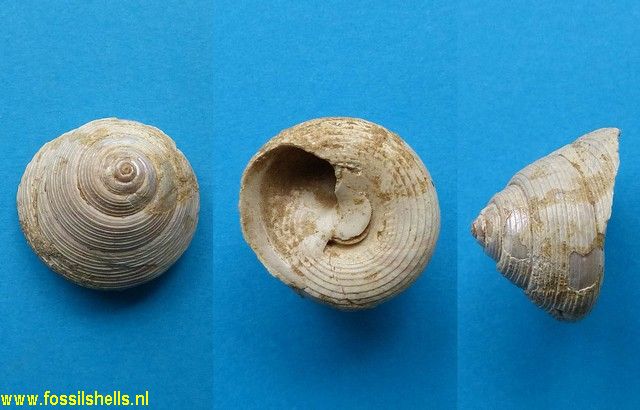 Monodonta rotellaris