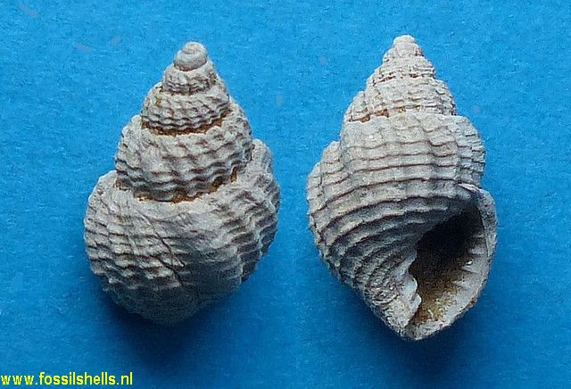 Cancellaria rugosa