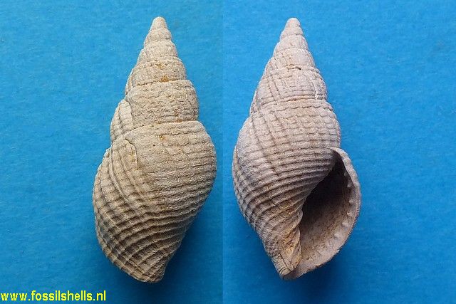 Unitas elongata