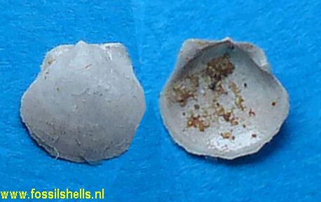 Pecten cossmanni