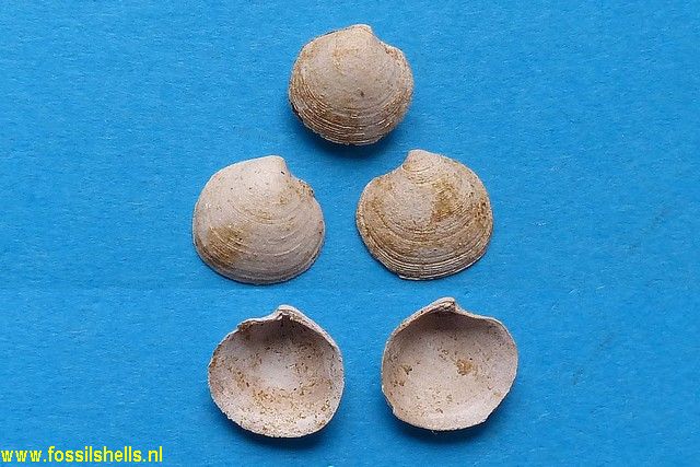 Goniomyrtea gracilis