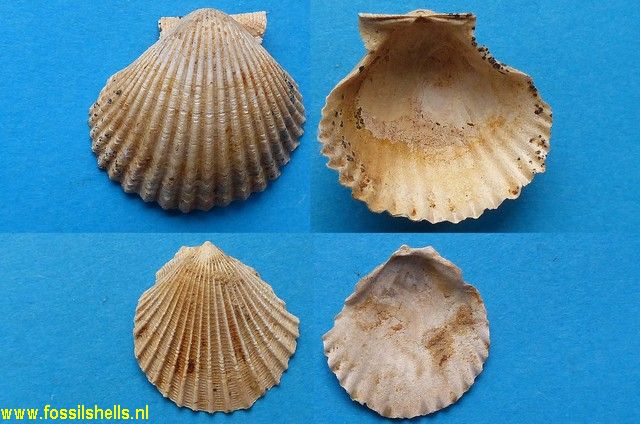 Pecten incurvatus 