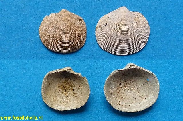 Lucina striatula