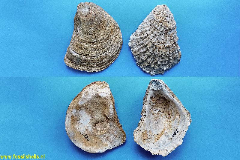 Ostrea ventilabrum