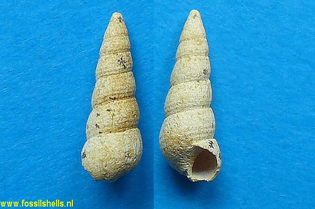 Bayania hordacea