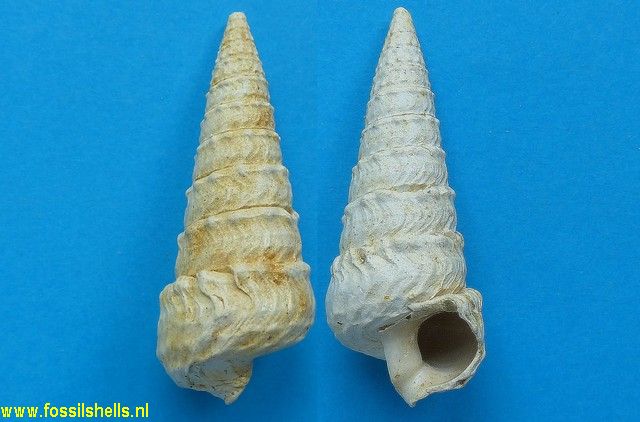 Tympanotonus semperi