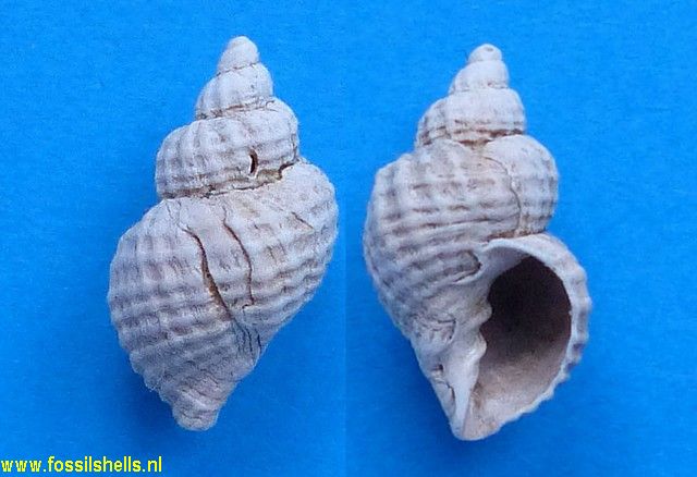 Marianarona alternata