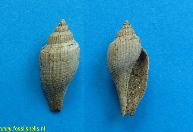 Volutocorbis permulticostata