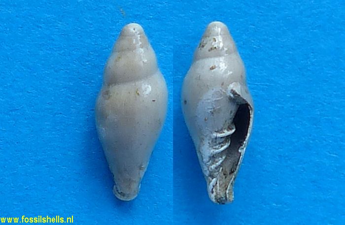 Marginella vadaszi