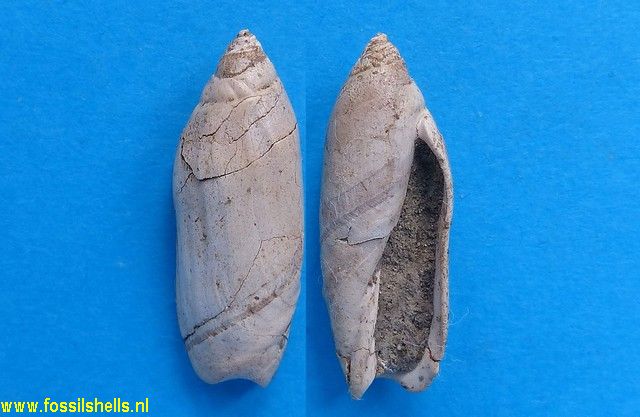 Toroliva subcanalifera