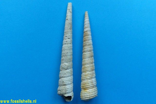 International Fossil Shell Museum - Foundation for the study of shells ...