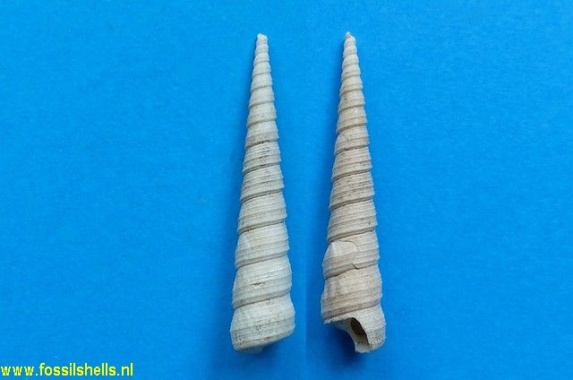 International Fossil Shell Museum - Foundation for the study of shells ...