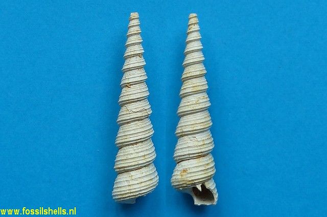 International Fossil Shell Museum - Foundation for the study of shells ...