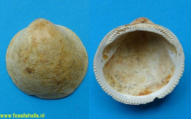 Glycymeris cainozoica