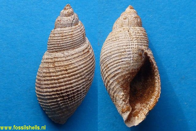 Coptostoma quadrata