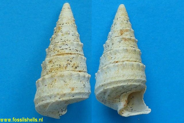 Tympanotonus conarius