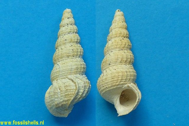 Exechestoma collaterale