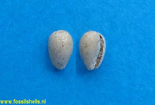 Marginella bidens