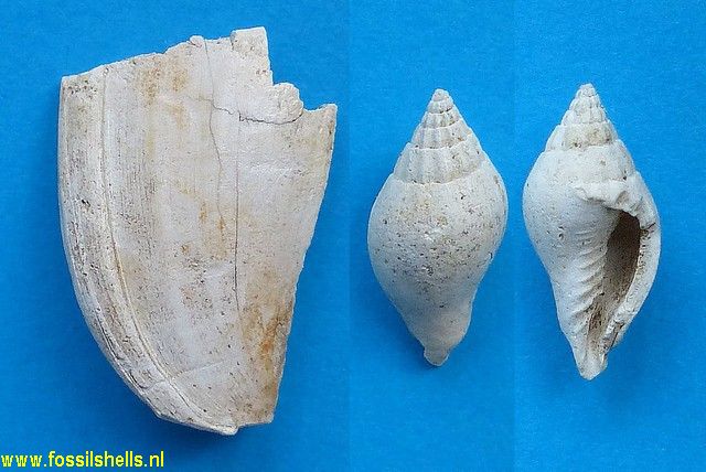 Lyria taurinia