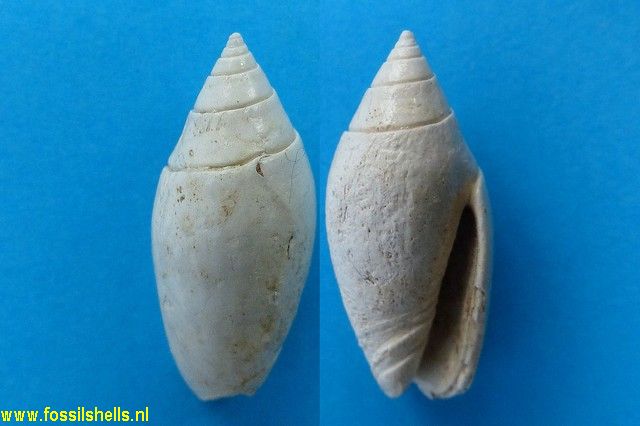 Oliva inflata