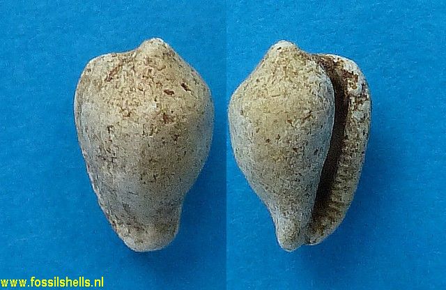 Erato laevis punctata