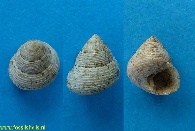 Calliostoma puberum
