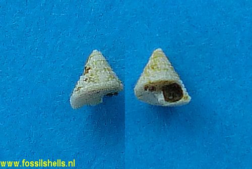 Calliostoma saucatsensis