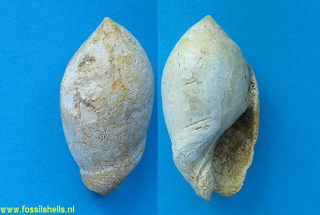 Ancilla glandiformis
