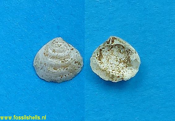 Astarte incrassata sallomacensis