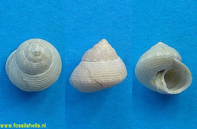 Gibbula affinis