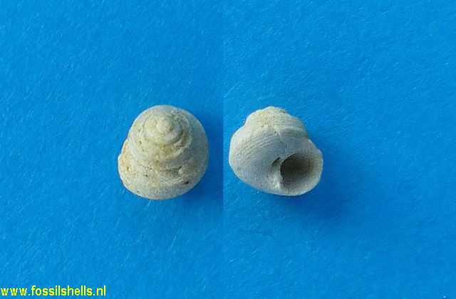 Gibbula biangulata