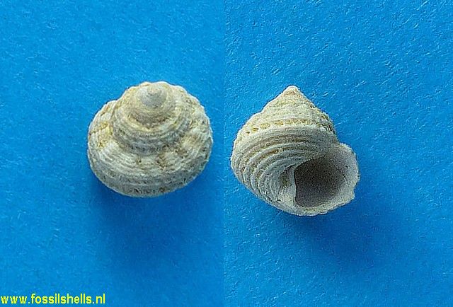 Gibbula buchi