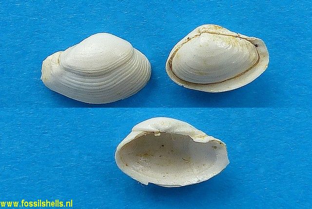 Corbula species