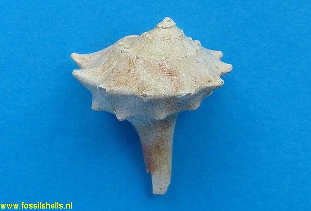 Tudicla rusticula
