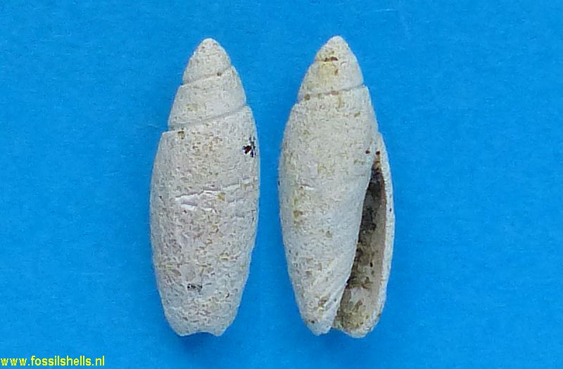 Olivella clavula vindobonensis