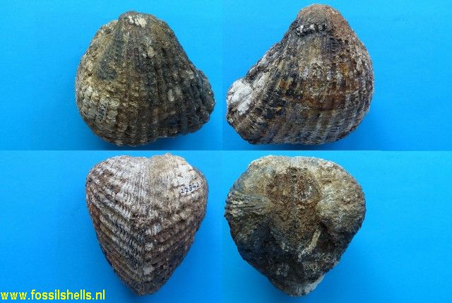 Scapharca patricia