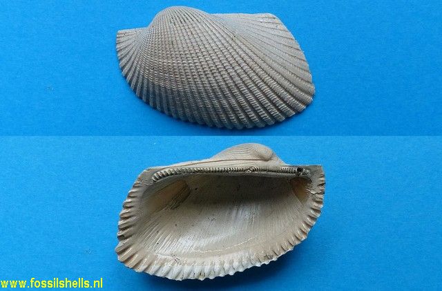 Scapharca henekeni