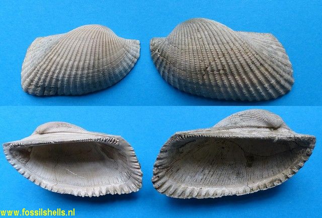 Scapharca golfoyaquensis