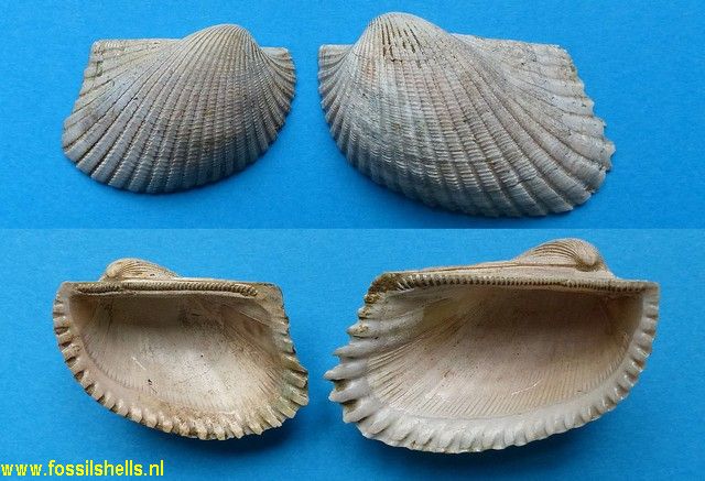 Scapharca riogurabonica