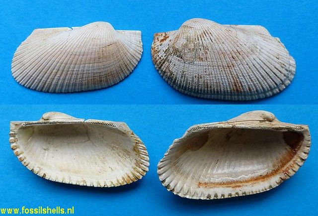 Scapharca cercadica