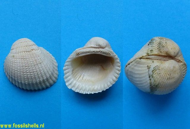 Scapharca arthurpennelli